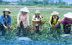 Về Lấp Vò khám phá điểm sáng mới của du lịch cộng đồng