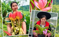Chi hội trưởng phụ nữ người Dao khởi nghiệp từ những mùa hoa trên đất đồi