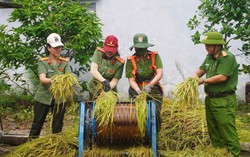 Phụ nữ Công an Đà Nẵng hỗ trợ gia đình khó khăn thu hoạch lúa bị ảnh hưởng mưa bão