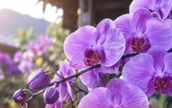 Bông lan màu tím