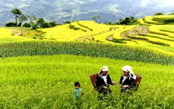 Sửa Luật Đất đai và những tác động giới: Nhìn từ nguyên tắc pháp lý đến sinh kế thực tế