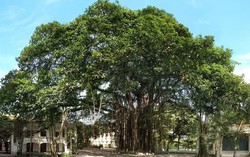 Báo Nhân Dân ra mắt không gian nghệ thuật cộng đồng bên gốc đa hơn 300 tuổi