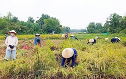 Những bàn tay phụ nữ "cứu lúa" giúp dân giữa mùa mưa lũ ở Đà Nẵng