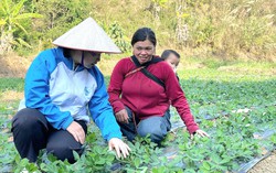 Lai Châu: 80% hội viên, phụ nữ được tuyên truyền, nâng cao nhận thức về khởi nghiệp, phát triển kinh tế