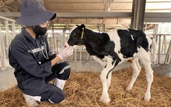 Chăm sóc sức khỏe đàn bò bằng công nghệ cao, thúc đẩy chăn nuôi phát thải thấp tại TH true MILK