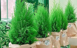 Cây thông tươi mini được ưa chuộng trong mùa Noel 