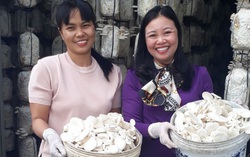 Đón xem livestream "Mua tận gốc" số 11: Cô giáo xây xưởng trồng nấm truyền cảm hứng cho người khuyết tật