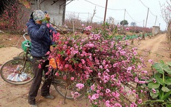 Cây lạ chưng Tết đổ bộ, đào quất "lép vế"