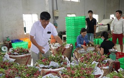 Xuất khẩu nông sản gặp khó do virus Corona, hàng ngàn gia đình nông dân bị ảnh hưởng