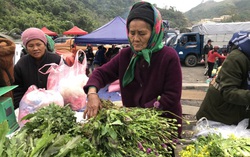 Giật mình cây thuốc phiện bán ở chợ vùng biên