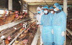 Hà Tĩnh: Thực hiện các biện pháp cấp bách ngăn chăn dịch cúm gia cầm 