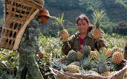 Nhiều chính sách tín dụng xã hội tạo "sinh khí" mới cho người dân