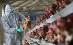 Không để xảy ra hiện tượng dịch chồng dịch