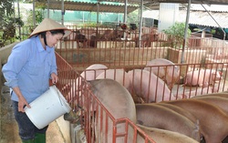 Đẩy mạnh các giải pháp đưa giá lợn hơi về mức bình thường