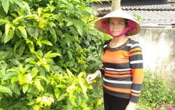Người phụ nữ hiến ruộng mở đường Nông thôn mới
