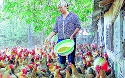 Thái Bình: Phụ nữ mạnh dạn, tự tin khởi nghiệp