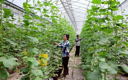 Các giai đoạn khởi nghiệp đối với chị em trong và sau thời kì Covid-19