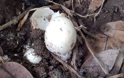Rủ nhau đi hái, ăn nấm lạ, 3 cháu bé ở Nậm Pồ, Điện Biên tử vong