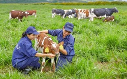 Trang trại bò sữa Organic đầu tiên tại Việt Nam đạt chuẩn quốc tế