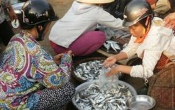 Hải sản ở Hà Tĩnh an toàn
