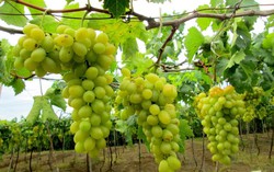 Người mắc các loại bệnh này, chớ dại cho ăn nho