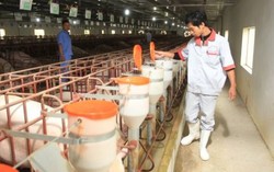 Giá lợn hơi đã tăng đến mức 49.000 đồng/kg