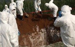 FAO huy động các nguồn lực hỗ trợ Việt Nam ngăn dịch tả lợn châu Phi