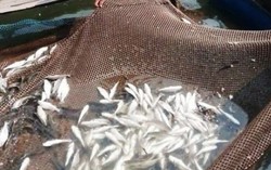 Cá chết trên sông Lạch Bạng do tàu thuyền đi lại