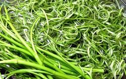 Phát hiện 1,5 tấn rau muống 'tắm' hóa chất nhuộm quần áo