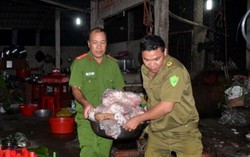 Phát hiện cơ sở mua heo bệnh quay chín bán cho tiệm bánh mì