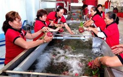 Đẩy mạnh chế biến để tạo đột phá cho xuất khẩu rau quả