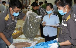 Đề nghị đưa 'cỏ Mỹ, lá KHAT' vào Bộ luật Hình sự