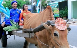 Rể tây rước dâu bằng xe bò 