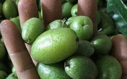 300 ngàn đồng/kg nhót xanh vùng cao, muốn ăn phải đợi đặt hàng