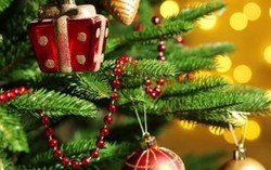 Cây thông Noel thật giá 3-8 triệu đồng thu hút người Sài Gòn