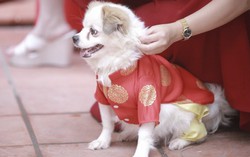 Áo dài cho thú cưng diện Tết giá chỉ từ 80k