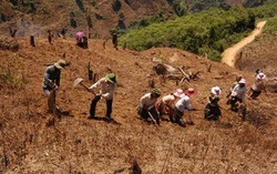 Ổn định đời sống dân di cư tự do 