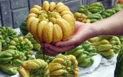 Cách chọn và giữ quả phật thủ đẹp lâu