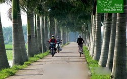 Long An: Sắc hoa tươi của nông thôn mới