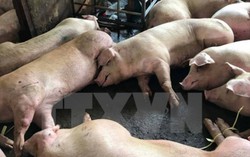 Lợn bị tiêm thuốc an thần có biểu hiện lở mồm long móng