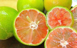 4 cách bảo quản chanh đào để dùng quanh năm