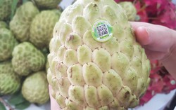 Đẩy mạnh phát triển nông sản 'khủng' vùng Tây Bắc