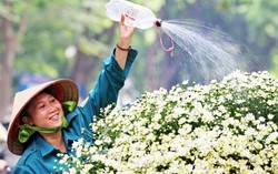 Đầu mùa, cúc họa mi giá cao vẫn được chị em hào hứng mua