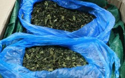 11 bưu phẩm nghi chứa thảo mộc mạnh hơn ma túy đá