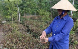 Hàng trăm hécta chè chết cháy, nông dân Nghệ An oằn mình chống hạn