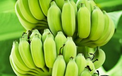 7 thực phẩm tốt cho đường ruột