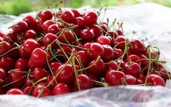 Trái cây ngoại siêu đắt tại Việt Nam là cây dại ở nước ngoài?