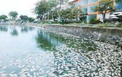 Cá chết nổi ‘trắng’ hồ điều tiết ở thành phố Đà Nẵng