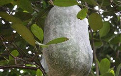 Giống bí khổng lồ của người Mường ở Xuân Sơn 