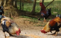 Đặt cọc gà chín cựa đợi Tết